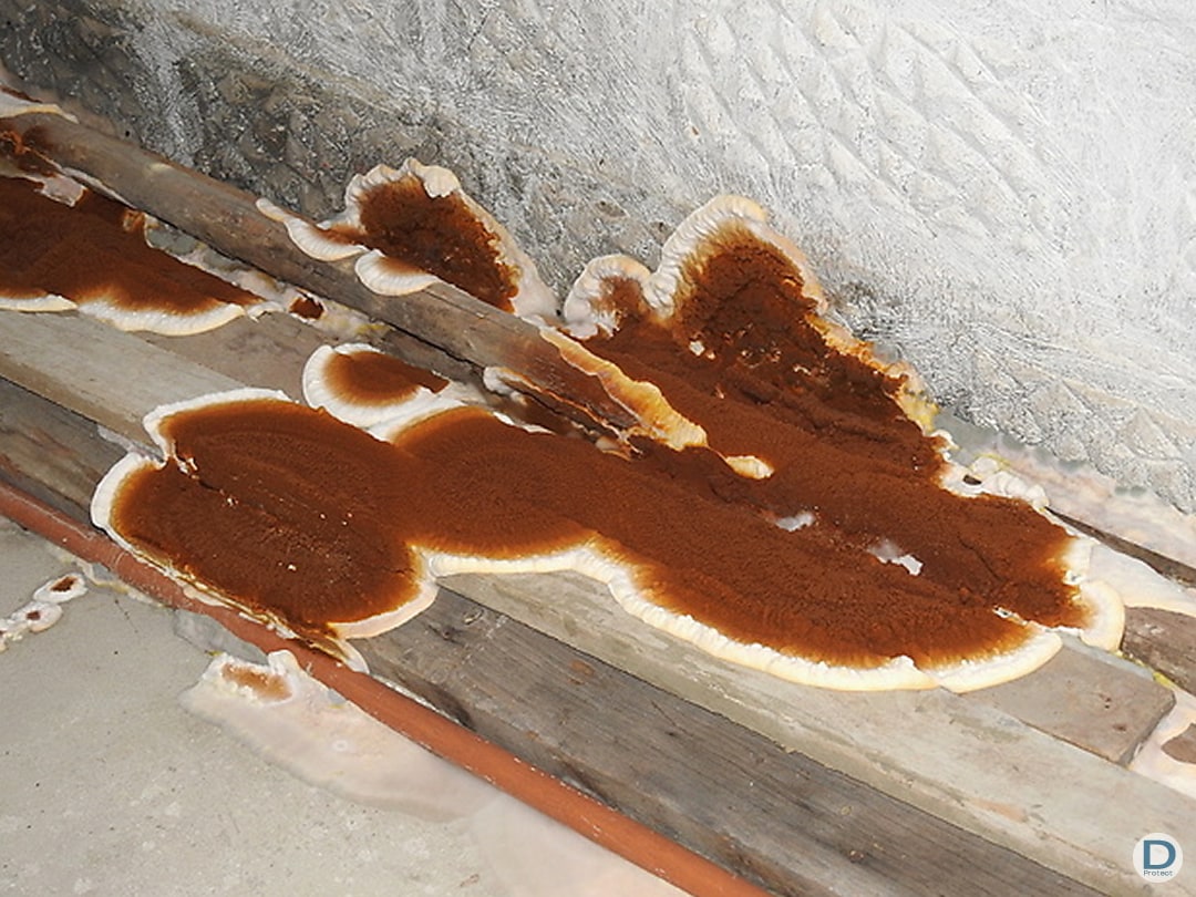 signes visibles propagation mérule liege arlon huy charleroi